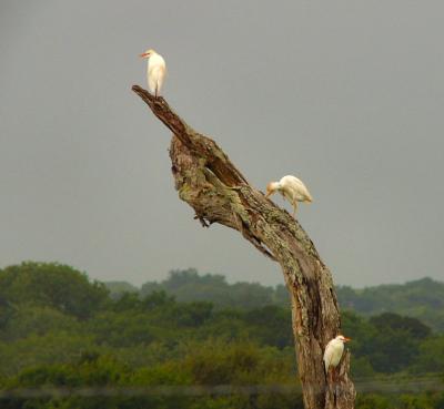egret tree june 9.jpg