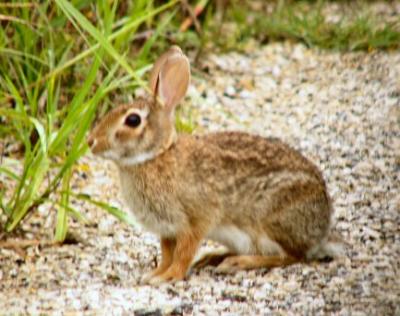 cottontail june 9 pm 023.jpg