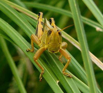 u47/rosah/medium/30214832.grasshopper.jpg