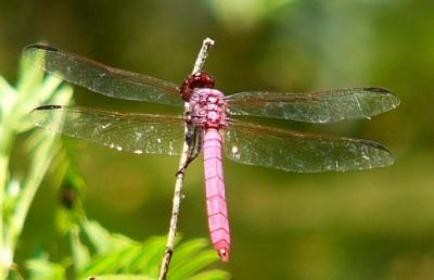 roseate skimmer july 7 017.jpg