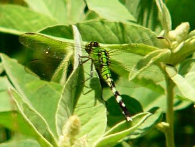 female eastern pondhawk  july 7 041.jpg