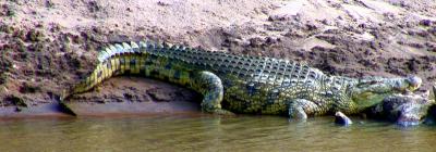 u47/royalhawk/medium/30724976.DSC05837_croc_pb.jpg