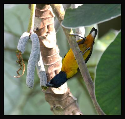 Fulvous-vented Euphonia