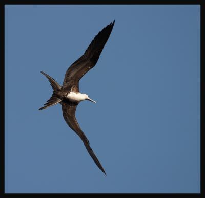 Magnificent Frigatebird