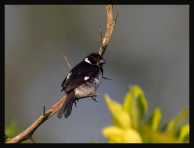 Variable Seedeater