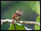 Barred Puffbird