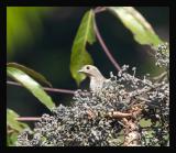 Blue Cotinga