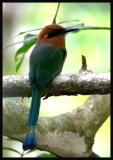 Broad-billed Motmot