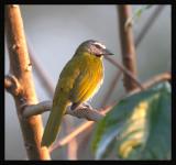 Buff-throated Saltator