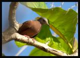 Ruddy Ground-Dove