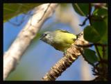 Yellow-crowned Tyrannulet