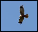 Marsh Harrier (Circus aeruginosus)