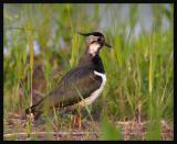 Lapwing (Vanellus vanellus)