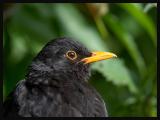 Blackbird (Turdus merula)