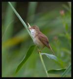 Reed Warbler (Acrocephalus scirpaceus)