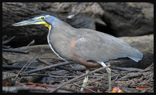 Bare-throated Tiger-Heron