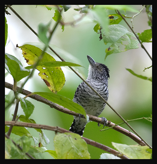 Barred Antshrike