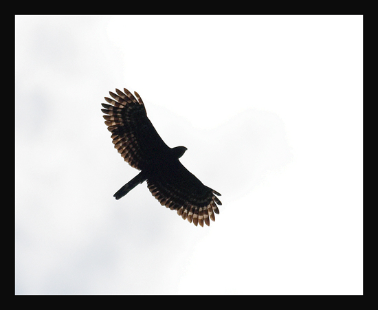 Black Hawk-Eagle