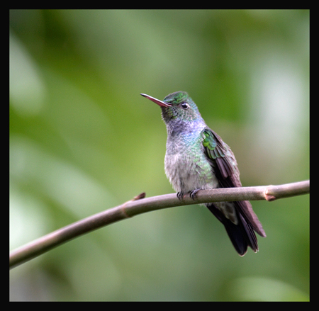 Blue-chested Hummingbird