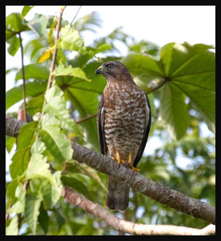 Broad-winged Hawk