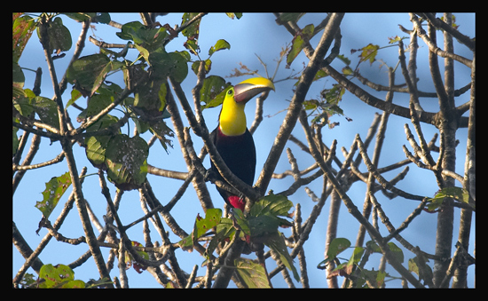Chestnut-mandibled Toucan
