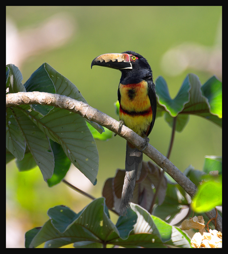 Collared Aracari