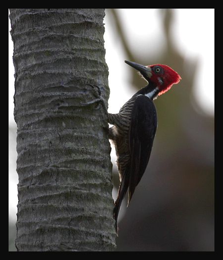 Crimson-crested Woodpecker