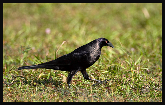 Giant Cowbird