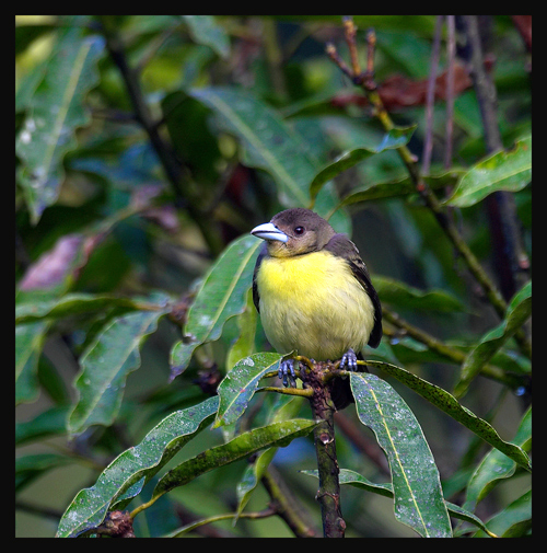 Lemon-rumped Tanager