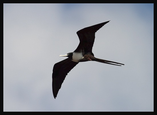 Magnificent Frigatebird