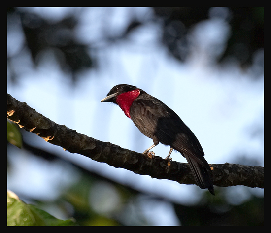 Purple-throated Fruitcrow