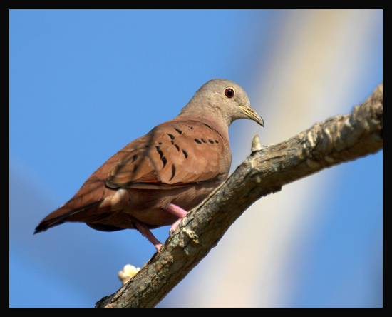 Ruddy-Ground-Dove2.jpg