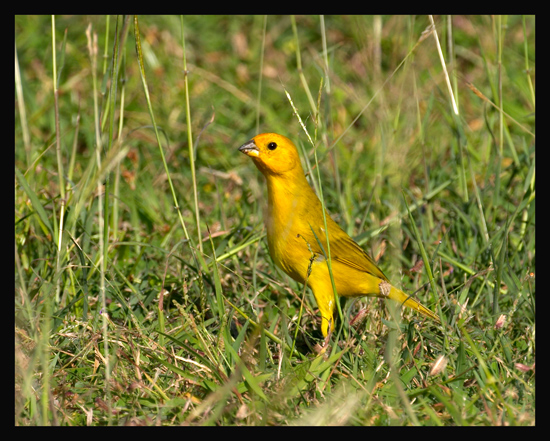 Saffron Finch