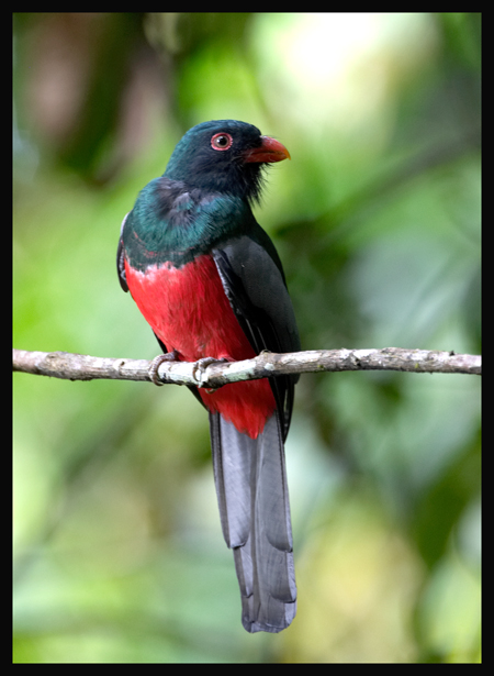 Slaty-tailed Trogon