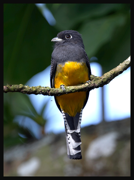 Gartered Trogon