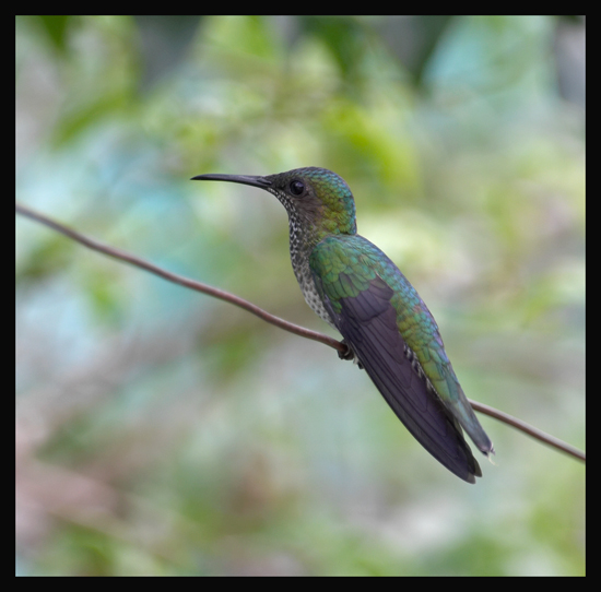 White-necked Jacobin