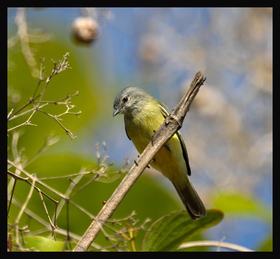 Yellow-crowned Tyrannulet