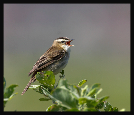 Sedge Warbler (Acrocephalus schoenobaenus)