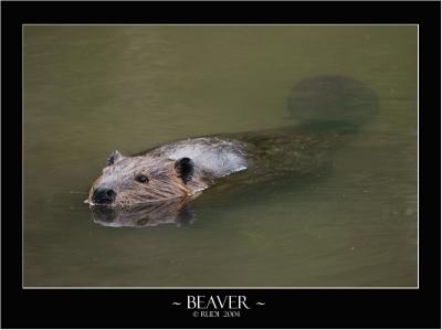 Beaver Reflection.jpg