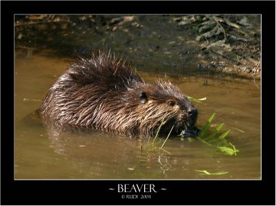 The Beaver.jpg