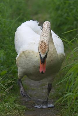 CRW_9467pf.jpg