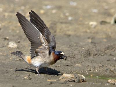 Cliff Swallow