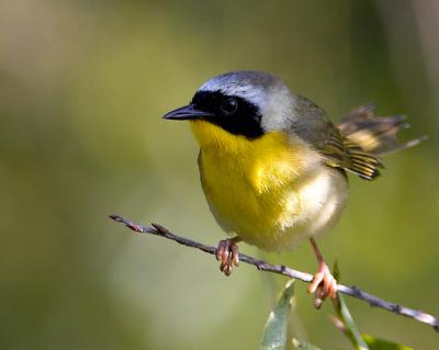 Yellowthroat male