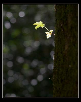 aCRW_8295.jpg