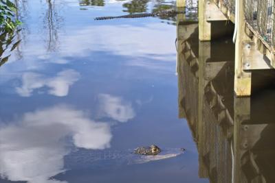 IMG01151.tif Reflection (50mm EX)