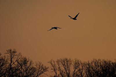 Trumpeter Swan