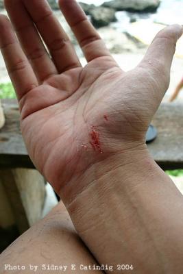 Courtesy of the reef break