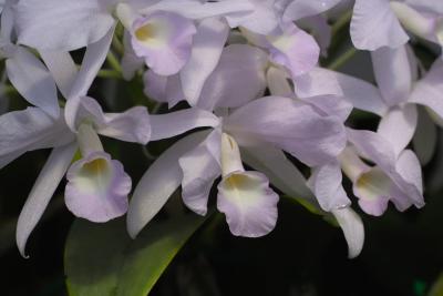 Cattleya skinneri 'Largo' #1