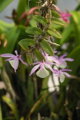 Dendrobium aphyllum #2(pierrardii)