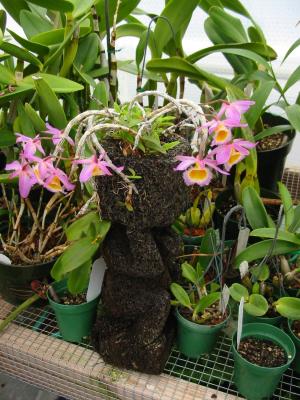 Dendrobium loddigesii #1